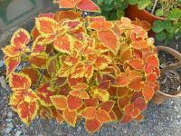 Image result for foto moud Forsterův