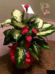 Image result for dieffenbachia flower