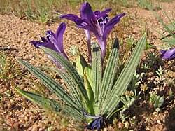 Image result for Babiana bainesii