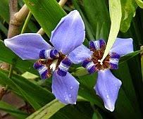 O Jardim Em Azul Jardineiro Net