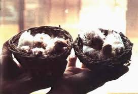 Cosa mi consiglia di fare? Canarino Uccelli Allevamento Accessori