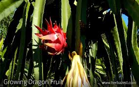 It grows best in tropical climates, but can be. Growing Dragon Fruit Herbazest