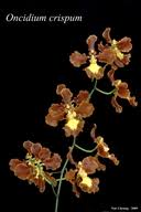 Image result for Gomphocarpus kaessneri