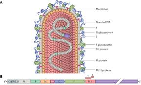 Currently available options (palivizumab) for. Respiratory Syncytial Virus Rsv A Scourge From Infancy To Old Age Thorax