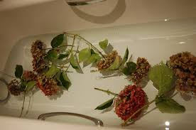 Chose mature woody stems with leaves and flowers that are not damaged or dry. Preserving Hydrangeas Domesticali
