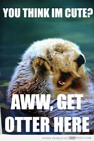 In Defense Of Otters Funny Animals With Captions Animal Puns Funny Animals