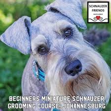 Grooming Courses Schnauzer Friends South Africa Community