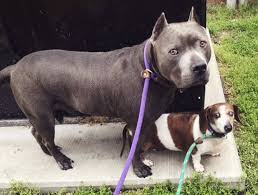 Maybe you would like to learn more about one of these? Blind Dachshund Reunited With Guide Dog After Messy Adoption