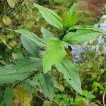 Image result for Erythrococca