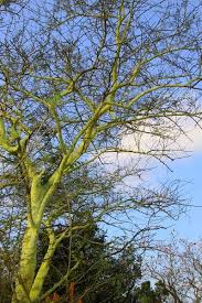 Image result for Acacia xanthophloea