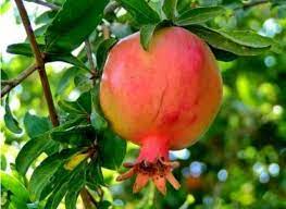 Saya perlu memberi tahu anda, bahwa stok mustika raja khodam merah delima ini kurang dari 3 buah saja. Buah Delima Batu Steemit