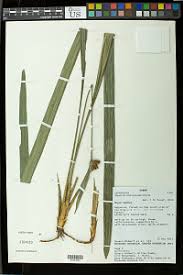 Image result for Hypolytrum heteromorphum