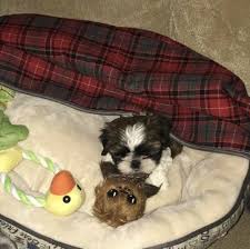 No puppies or dogs of this breed for sale. Shih Tzu Puppy For Sale In Lees Summit Mo Adn 51303 On Puppyfinder Com Gender Male Age 8 Weeks Old Shih Tzu Puppy Puppies For Sale Puppies