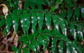 Image result for Asplenium currorii