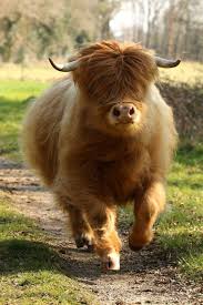 It S Angus From Ferdinand The Bull A Scottish Highland Breed Of Cattle Their Coat Keeps Them Warm Probably Have To T Cute Cows Animals Beautiful Fluffy Cows