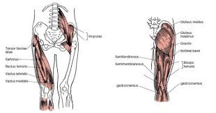 The sacrum bone is almost always noticeable, no matter what the body type the accompanying muscle diagram reveals the position of the muscles of the lower legs in this pose. Muscles That Move The Leg