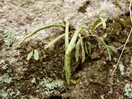 Image result for Lepisorus