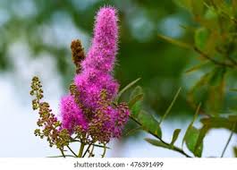 Image result for Spiraea billardii