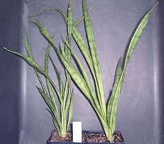 Image result for Sansevieria dooneri