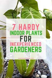 7 Hardy Indoor Plants For Inexperienced Gardeners Indoor Plants Easy Care Plants Growing Food Indoors