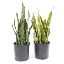 Is there a way to make them? Snake Plant Varieties 10 Pot Shelmerdine Garden Center