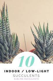 21 Best Low Light Indoor Succulents Dead Easy To Grow Inside Low Light Succulents Office Plants Low Light Indoor Plants Low Light