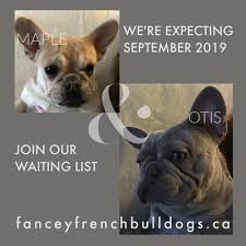 French bulldog information, how long do they live, height and weight, do they shed, personality traits, how much do they cost, common health issues. Fancey French Bulldogs Pet Breeders 399 Mountain Rd Canaan Ns Yelp