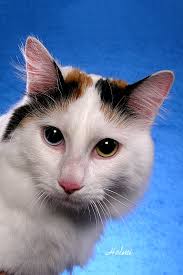 Turkish Van cat pictures of cats 2