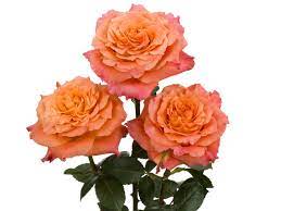 The free spirit roses bouquet. Rosaprima
