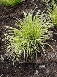 Image result for Carex mannii