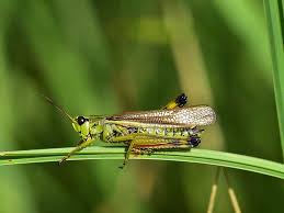 Maybe you would like to learn more about one of these? Ask A Specialist Grasshoppers Getting Your Garden Three Tips For Control