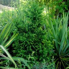 Sicheltanne — kriptomerija statusas t sritis vardynas apibrėžtis taksodinių cryptomeria japonica — sicheltanne sicheltanne (cryptomeria japonica) systematik klasse: Saulen Sicheltanne Cryptomeria Japonica Pipo