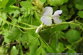 Image result for Psophocarpus scandens