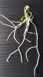 Image result for Genlisea africana