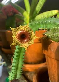 Image result for Huernia zebrina