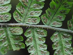 Image result for Deparia