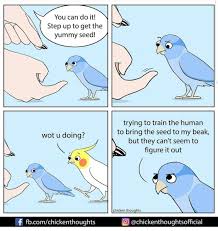 Pin By Sandy Ayres On Birds Funny Parrots Funny Animal Memes Funny Birds