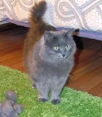 While you may not be. The Furry Truth About Siberian Cats Making Your Dash Count