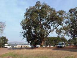 Image result for Pterocarpus rotundifolius