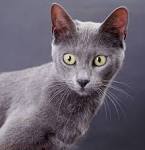Burmese Cats Breed - Cat Pictures & Information