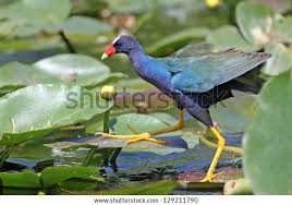 Image result for Ptaeroxylaceae