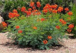 Image result for Caesalpinia