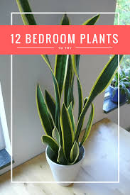 Pin On House Plants