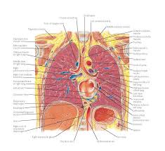 Thorax Coronal Section Midaxillary Line Tracheal Bifurcation Left Atrium Anatomy Arch Of Azygos Vein Tra Thorax Subscapularis Muscle Vertebral Artery