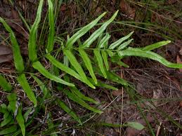 Image result for Lindsaea ensifolia