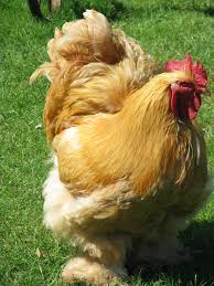 Die redaktion biologie wurde geschaffen, um die arbeit innerhalb der biologie zu koordinieren. Cochin Huhn Wikipedia