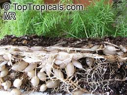 Image result for Asparagus radiatus