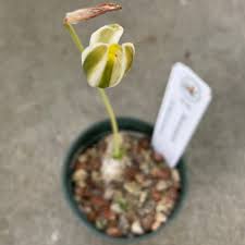 Image result for Albuca kirkii