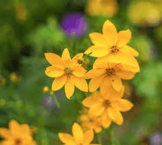 Fiori gialli, ce ne sono di varie forme e dimensioni, alcuni già l'8 marzo per la festa delle donne, spopolano, altri aspettano che il clima primaverile si stabilizzi per uscire allo scoperto e mostrarsi in tutto il loro splendore senza arrossire. 14 Piante Perenni Che Resistono Al Freddo Guida Giardino