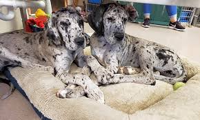 In home family breeder of akc great dane puppies. Want To Adopt A Pet Here Are 6 Perfect Puppies To Adopt Now In Kansas
